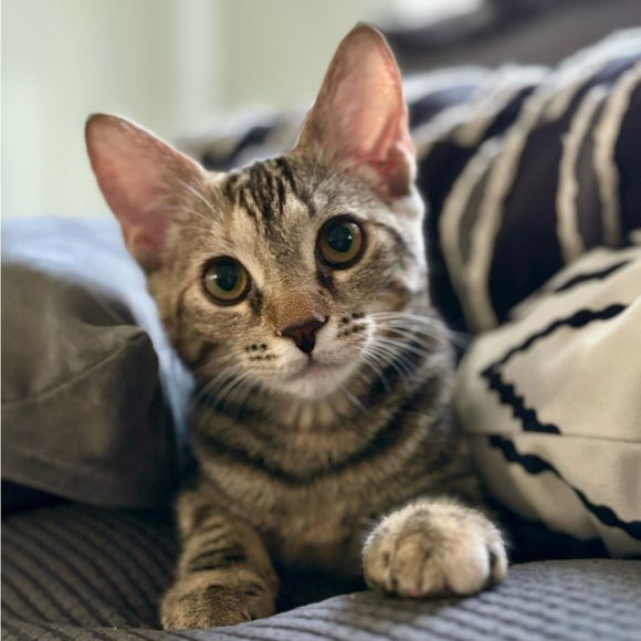 Meet your Posher, Jen - Picture 4 of 4